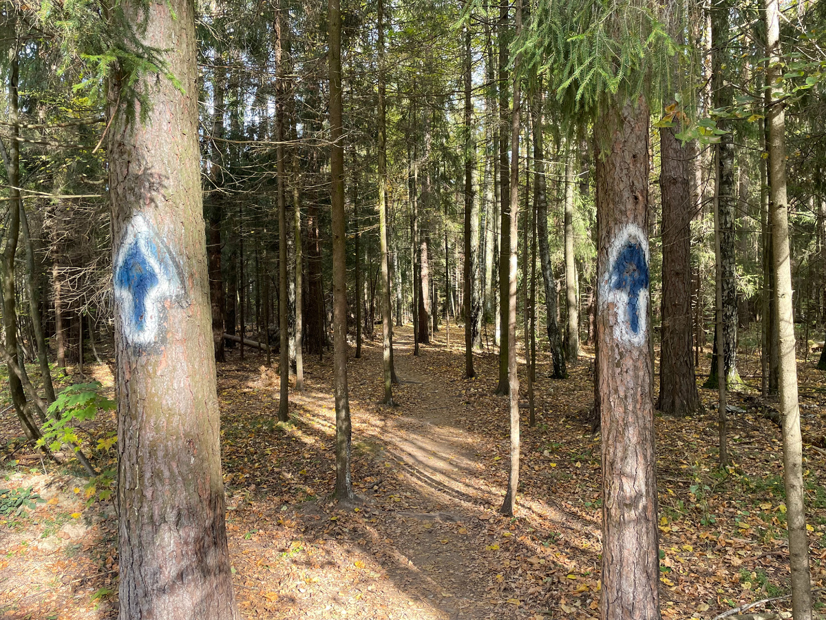 Тропинка в лесопарке