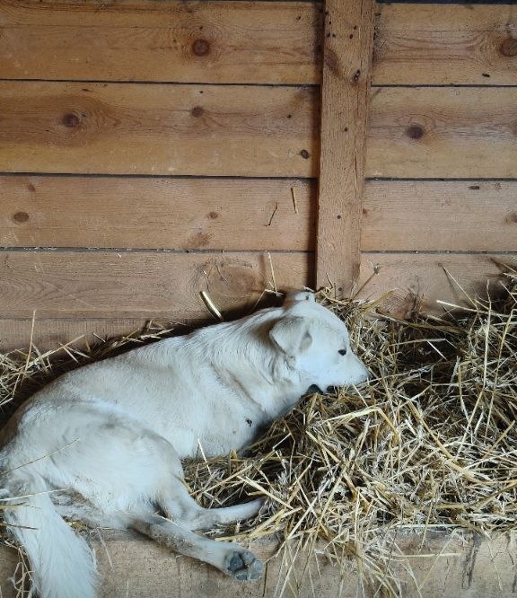 05.10 её поймал отлов