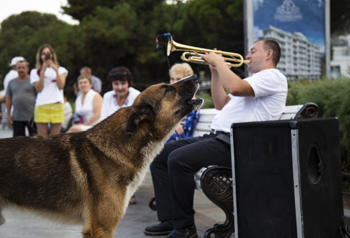    Знаменитый пес Мухтар из Ялты (крымский Хатико), который выступает в дуэте с трубачом. Источник изображения: kp.ru
