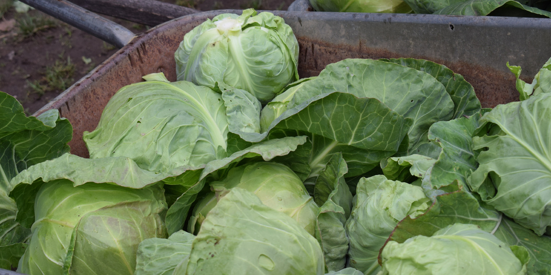Рубить или дергать: как правильно убирать капусту, когда это делать и где хранить кочаны