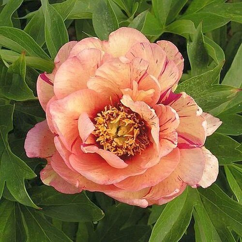 Ито пион Кэллис Мемори