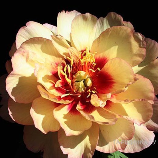 Ито пион Кэллис Мемори