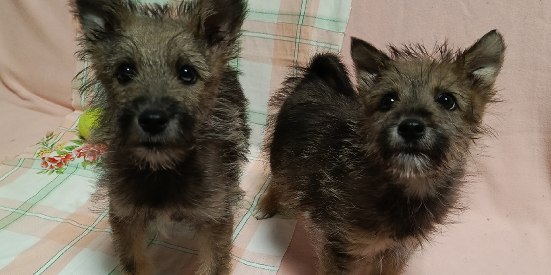 Щенков оставили одних в коробке, в глухом лесу. А сейчас этим крохам светит лишь приютская клеточка