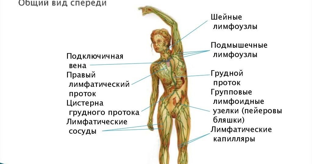6 тревожных признаков забитой лимфатической системы и простые способы её «разбудить»