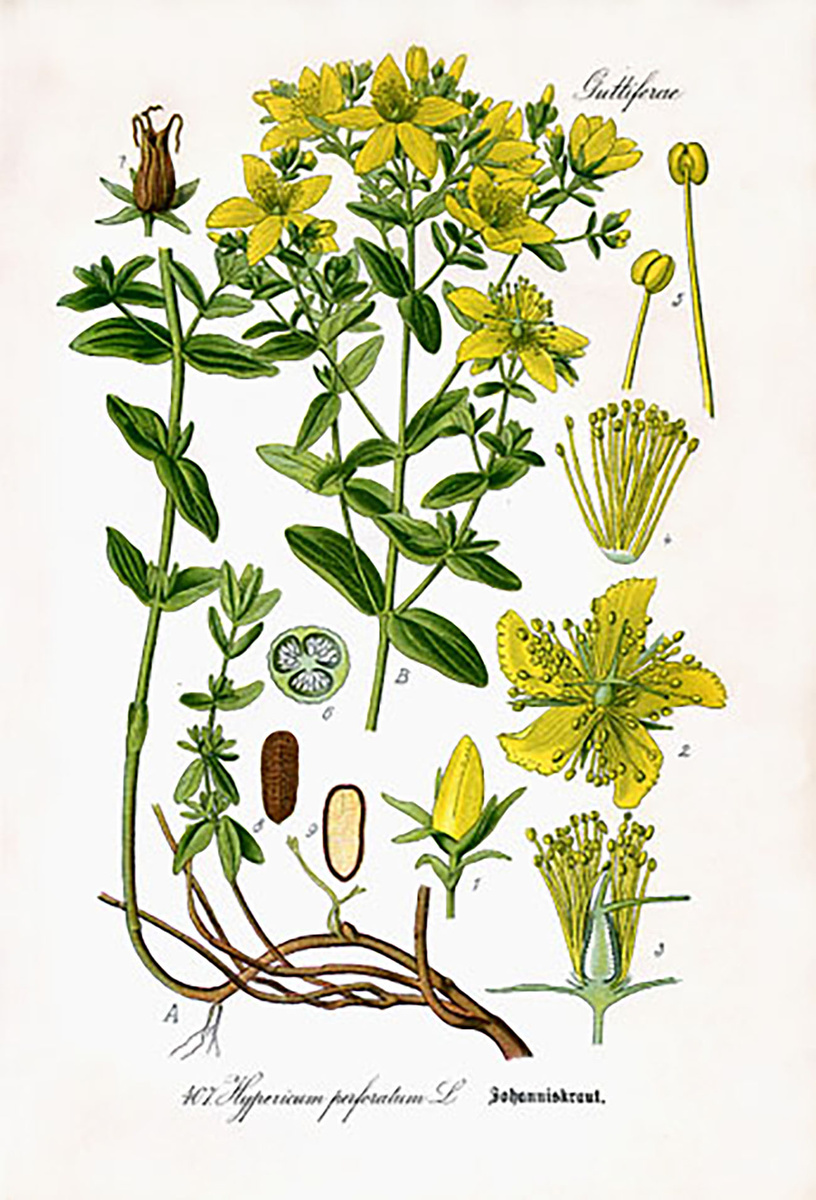 Flora von Deutschland, Österreich und der Schweiz, 1885