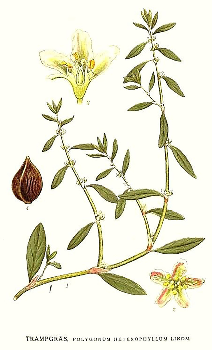 Bilder ur Nordens Flora, 19171926