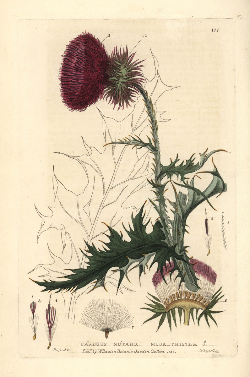 Florilegius/Universal Images Group / Getty Images