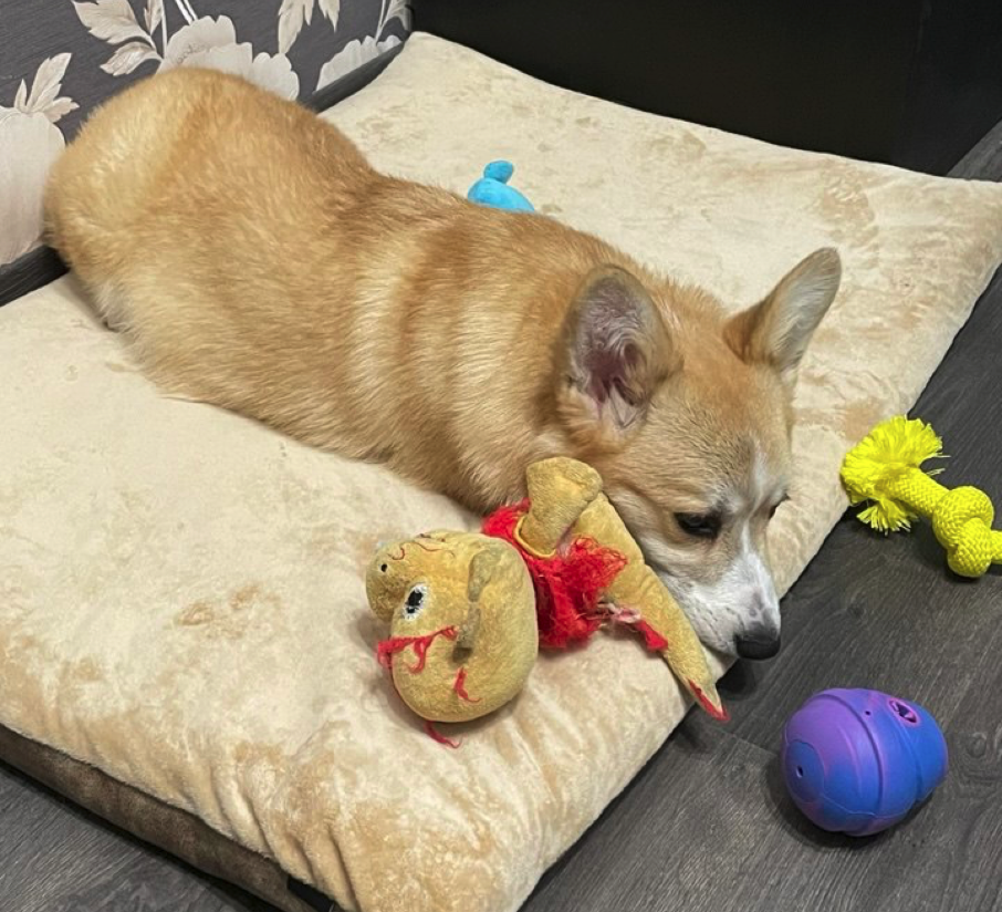 Первый сон дома... Шкипер уснул после нескольких часов исследований