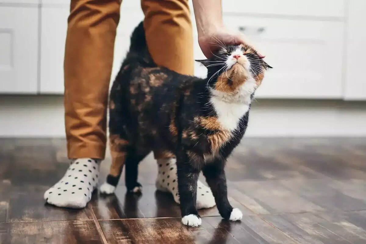    Кошки — мастера невербальной коммуникации, они используют все свое тело для выражения эмоций /pixabay