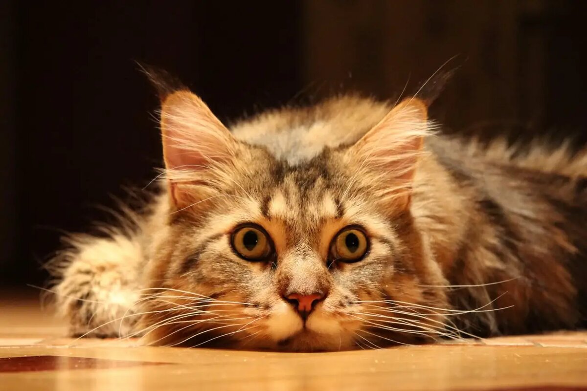    Если ваш кот пристально смотрит на вас, а затем медленно, почти лениво, закрывает глаза, он совершает акт высшего доверия /pixabay