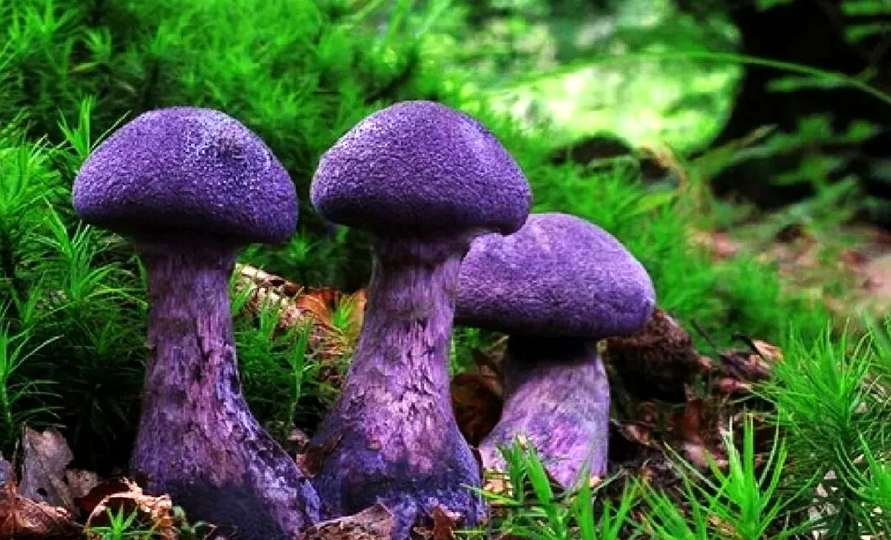 Самые необычные грибы России