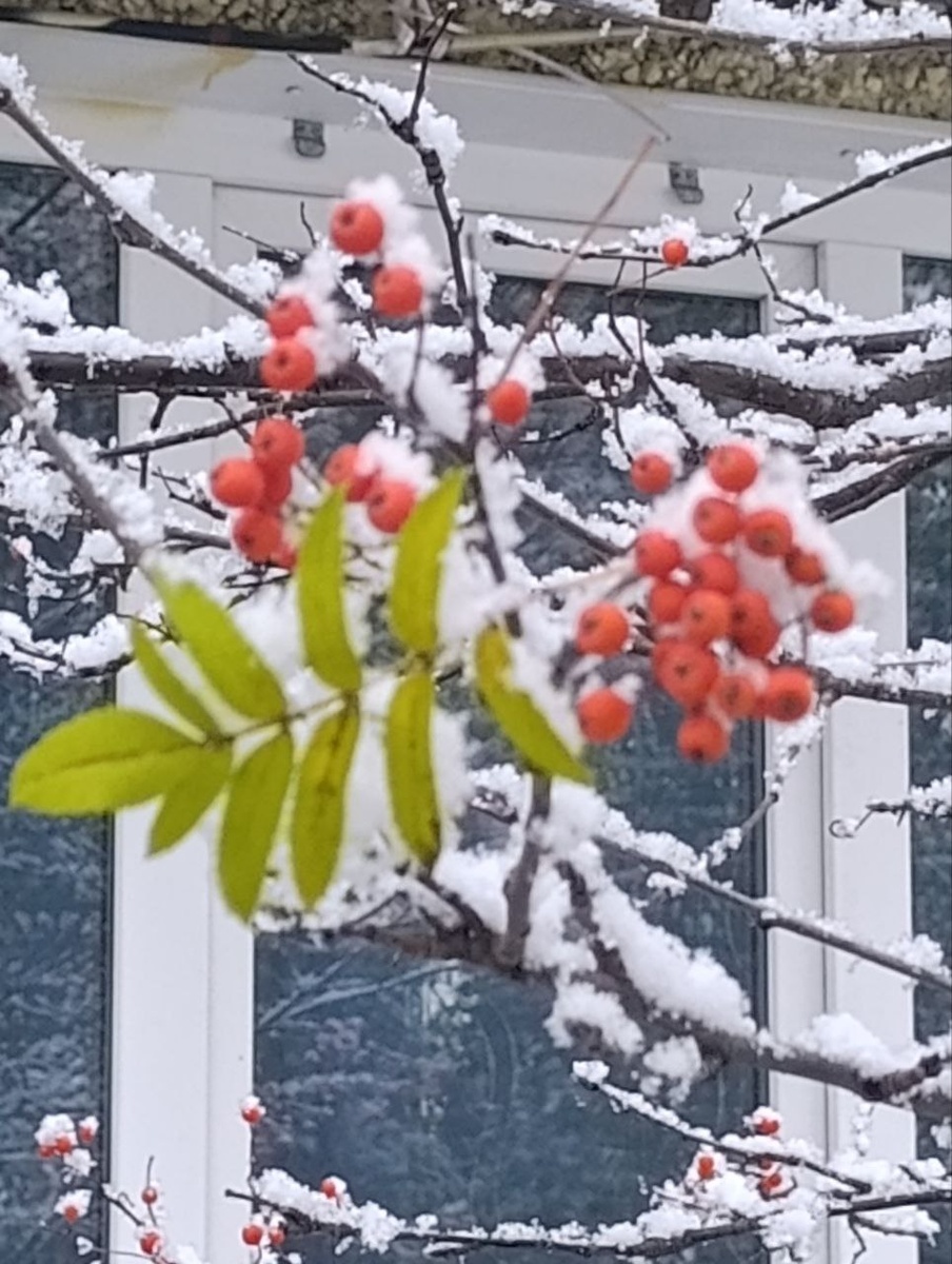 Первый снег