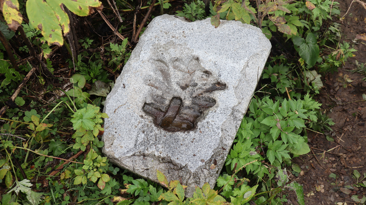 Вот такие камни можно обнаружить в зарослях на склоне сопки. Фото автора.