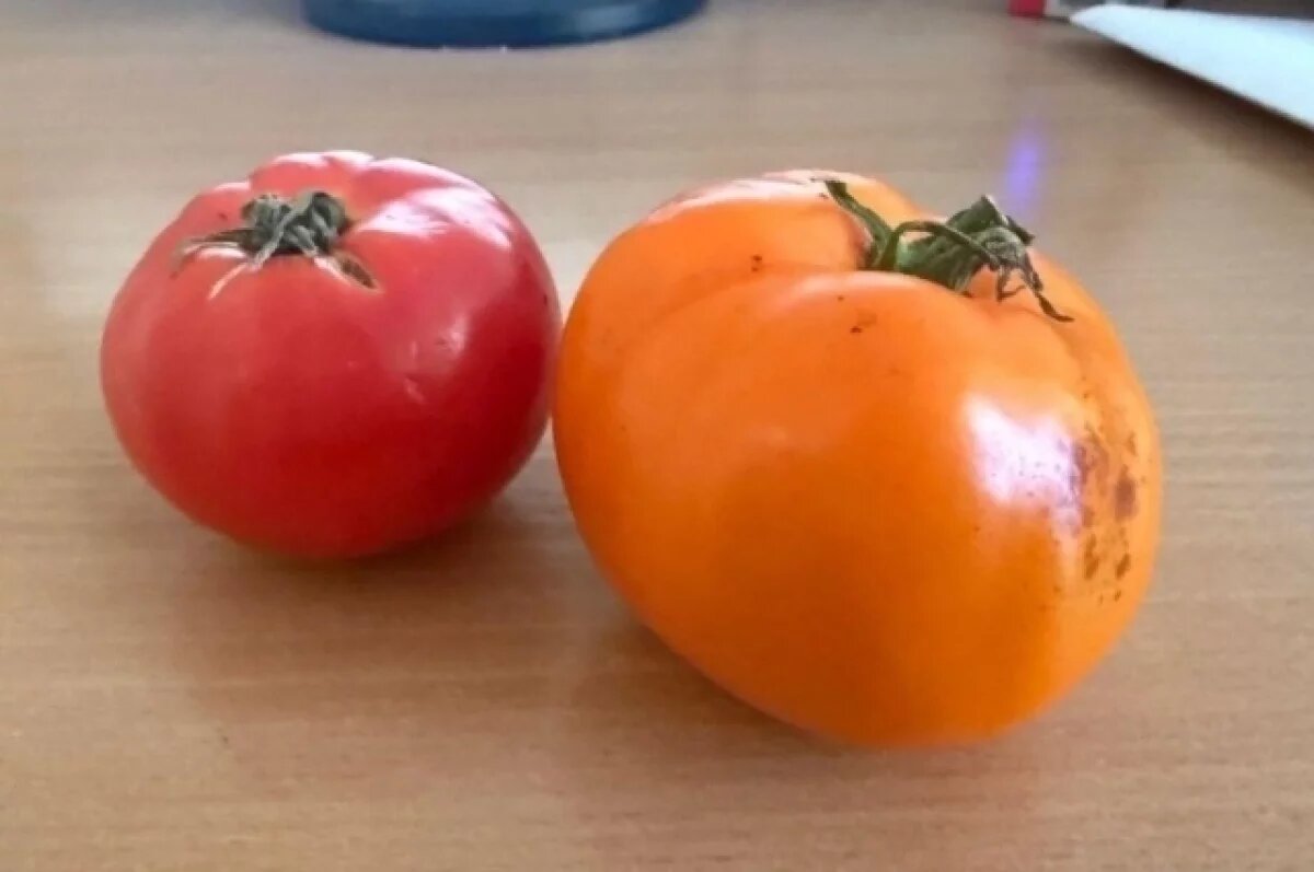    Псковский ботаник-самоучка вырастил гибрид хрена и помидора