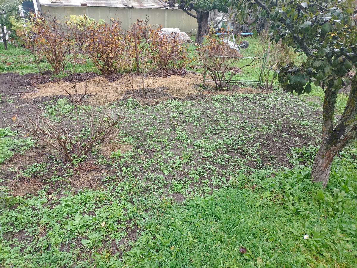 Участок перекопан и засеян сидератами (горчицей), вдоль кустов жимолости замульчирован сеном. Фото автора