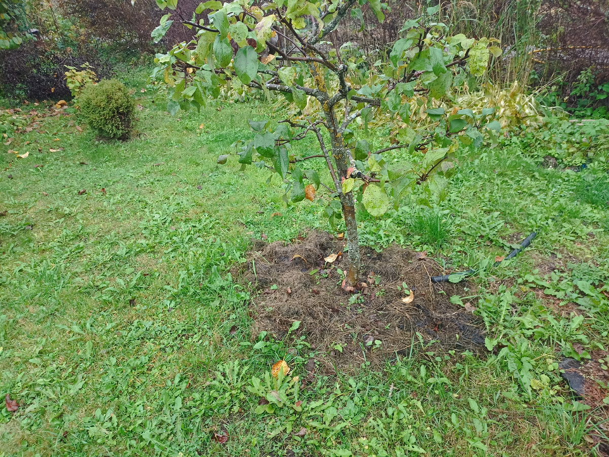 Приствольный круг яблони замульчирован сеном. Фото автора