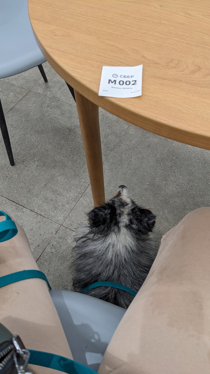 Хороший мальчик, ждёт! 