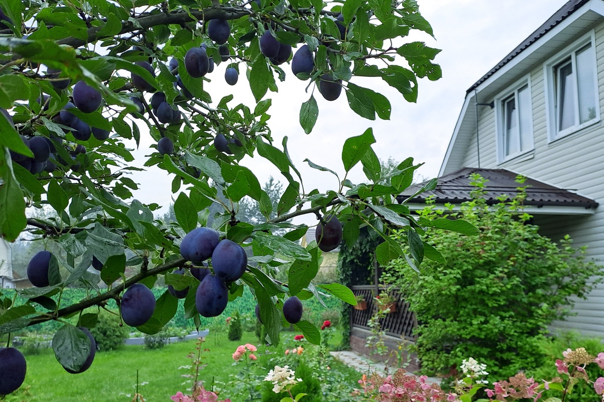Сливовое дерево в саду всегда привлекает внимание и добавляет ему особую прелесть