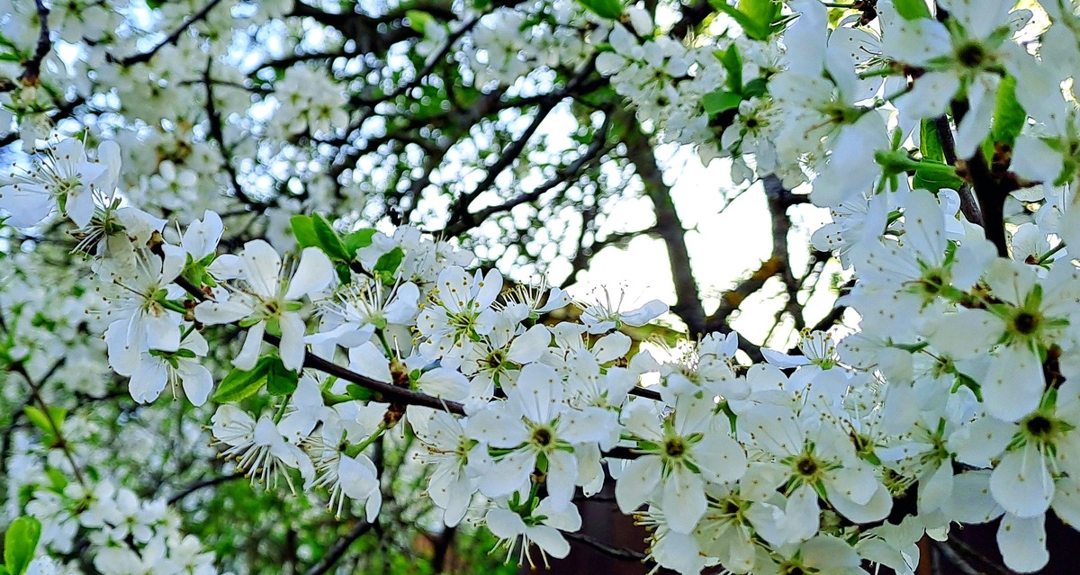 Слива сорта Венгерка Корнеевская. Во время цветения сад наполняется нежным ароматом, похожим на аромат черемухи