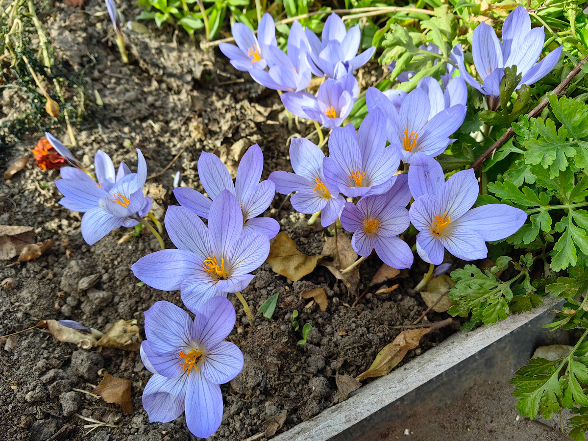 Осенние крокусы у мамы на даче