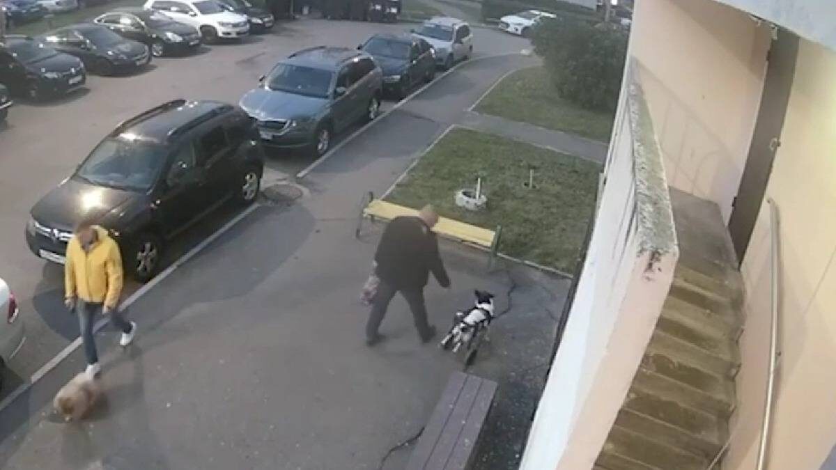    Фото: Telegram-канал официального представителя МВД Ирины Волк