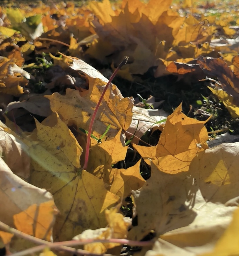    Фото: "Веселовские вести" Веселовские вести