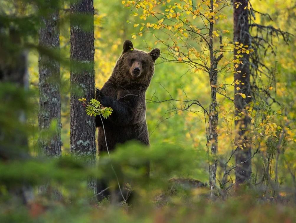 Фото из открытых источников