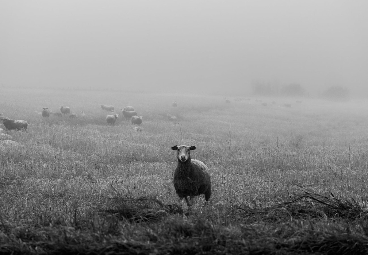 Автор фото: Jerome Bernard