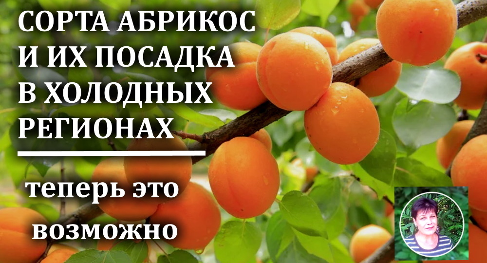 Сладкие абрикосы в холодном климате — реально! Выращиваем северный абрикос