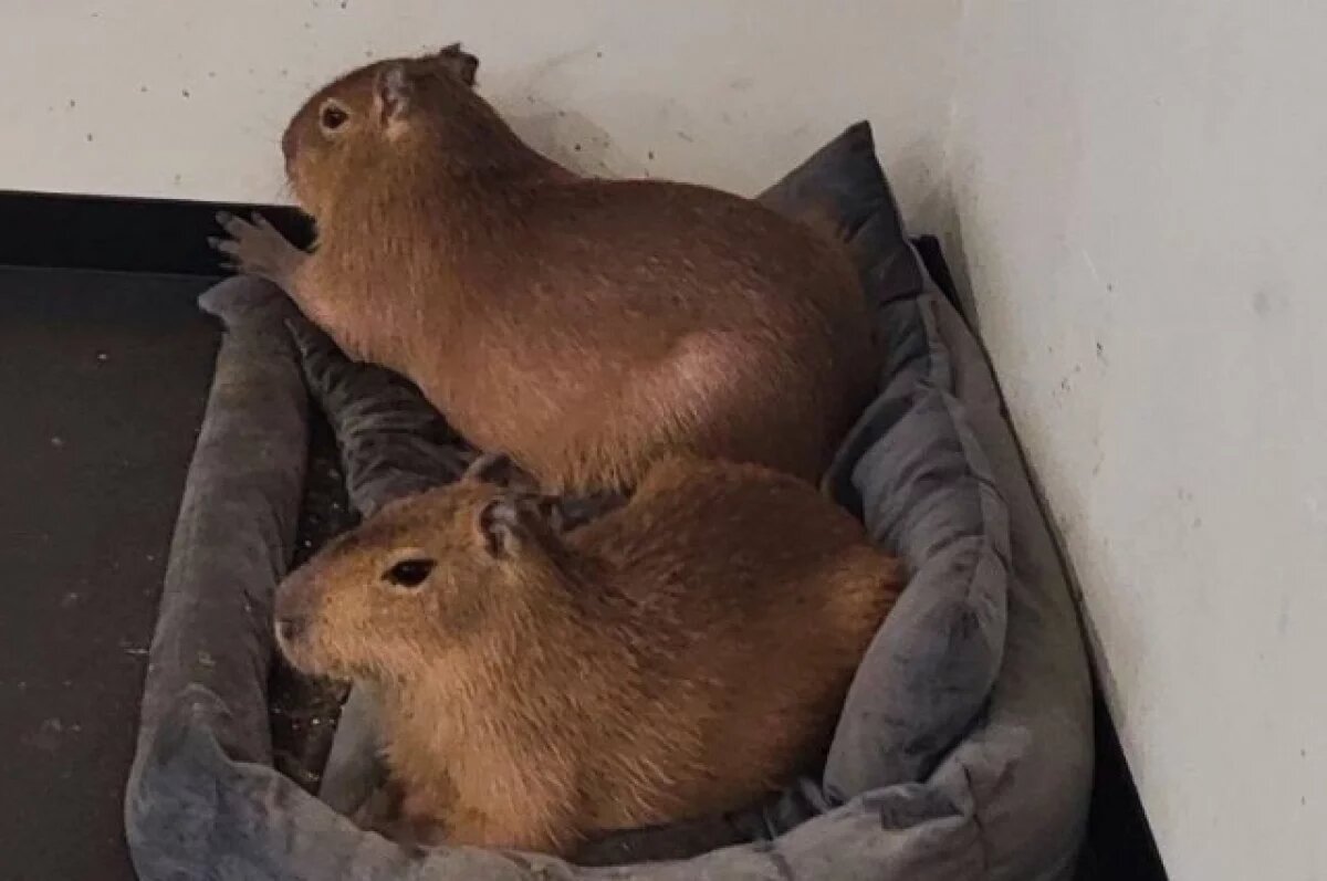    Антикафе осталось без лицензии из-за нарушений в содержании животных