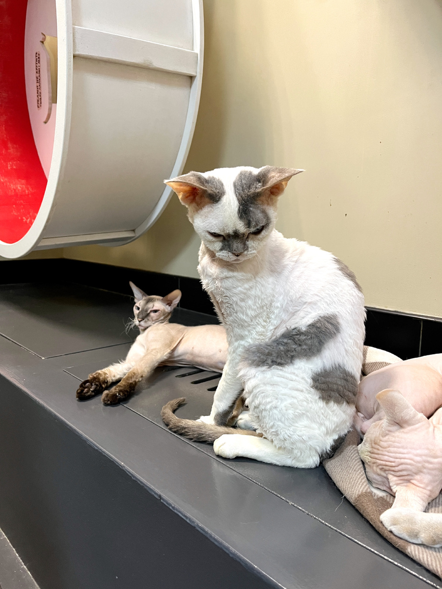 Необычные места в Петербурге 