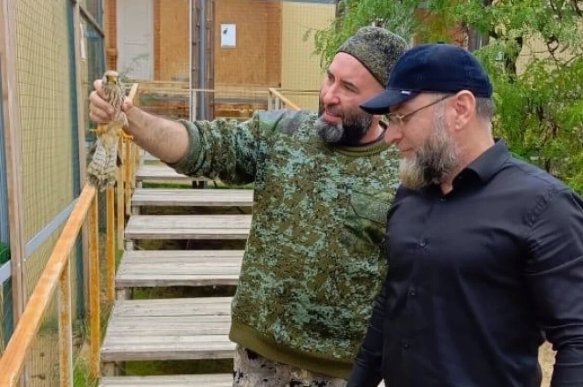    В парке Махачкалы спасли раненого краснокнижного сокола
