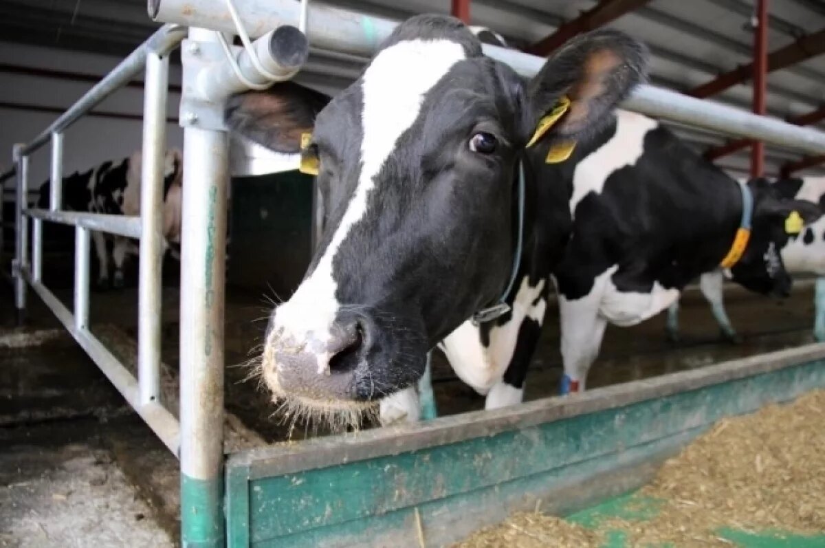    Под Владимиром открыли первую очередь современного молочного комплекса