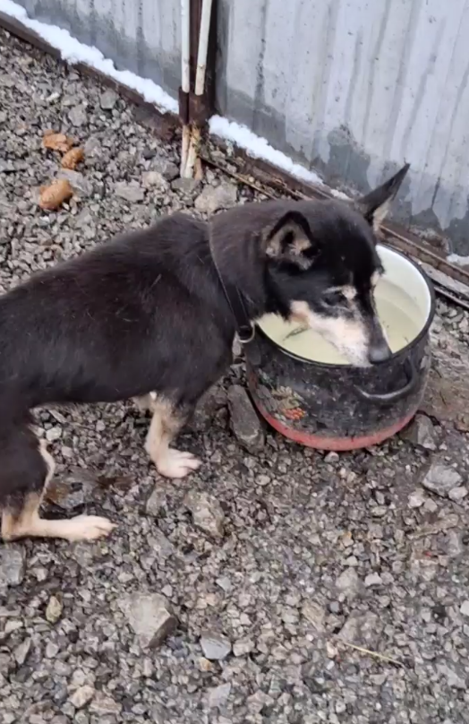 Утром Чупа еле-еле стояла, напрягая маленькое тельце, чтобы удержаться на лапах