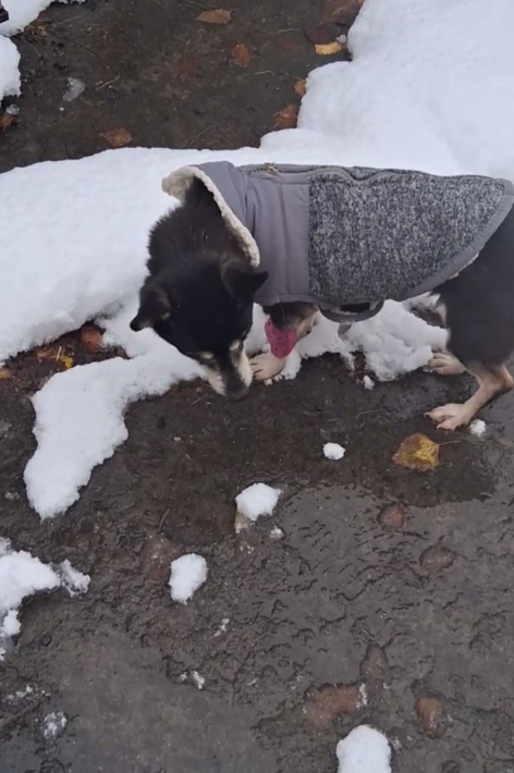 Из клиники Чупа вышла на своих лапках.