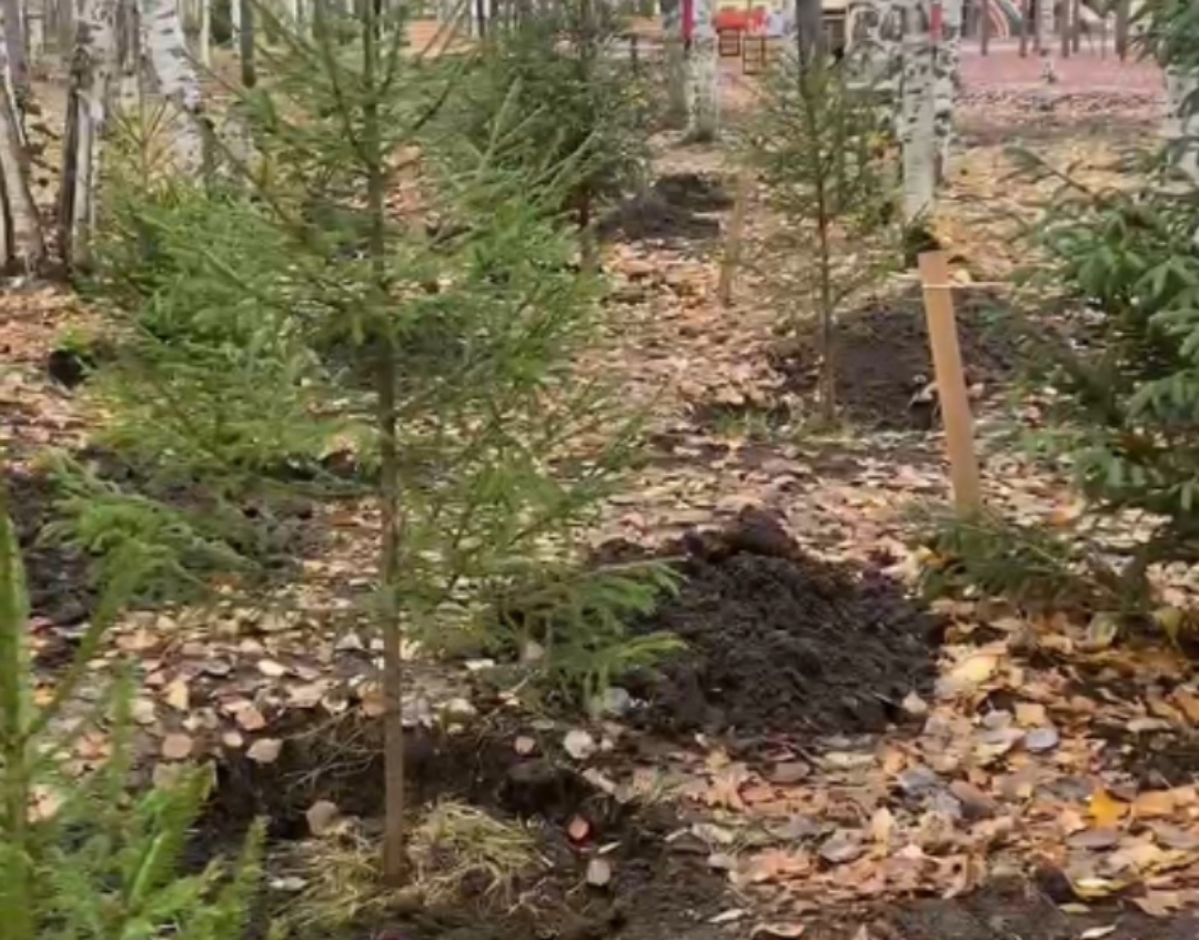    Журналисты Нижневартовска присоединились к акции по озеленению парка Победы