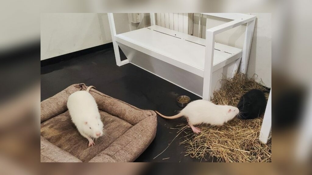     Фото: пресс-служба Северо-Западного межрегионального управления Федеральной службы по ветеринарному и фитосанитарному надзору
📷    Фото: пресс-служба Северо-Западного межрегионального управления Федеральной службы по ветеринарному и фитосанитарному надзору
