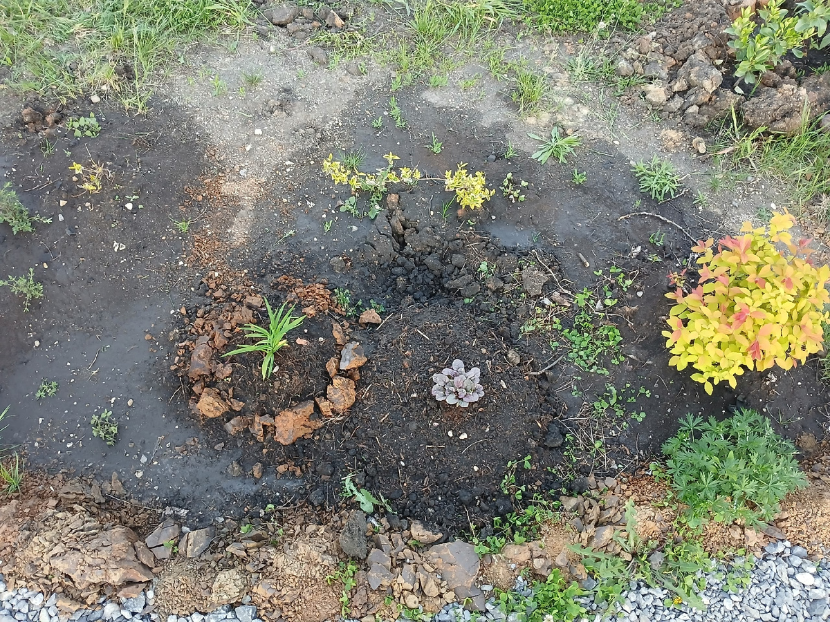 маленькая аюга в окружении лилейника, бересклета и спиреи