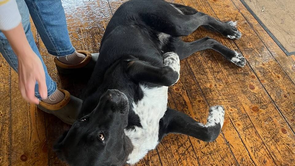 Приезжаю я сегодня в частный сектор, кота кастрировать