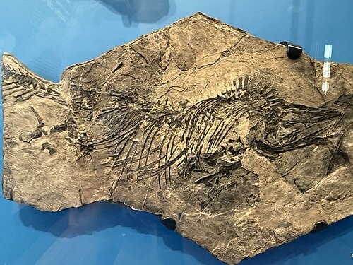 Голотип хадсонелпидии.