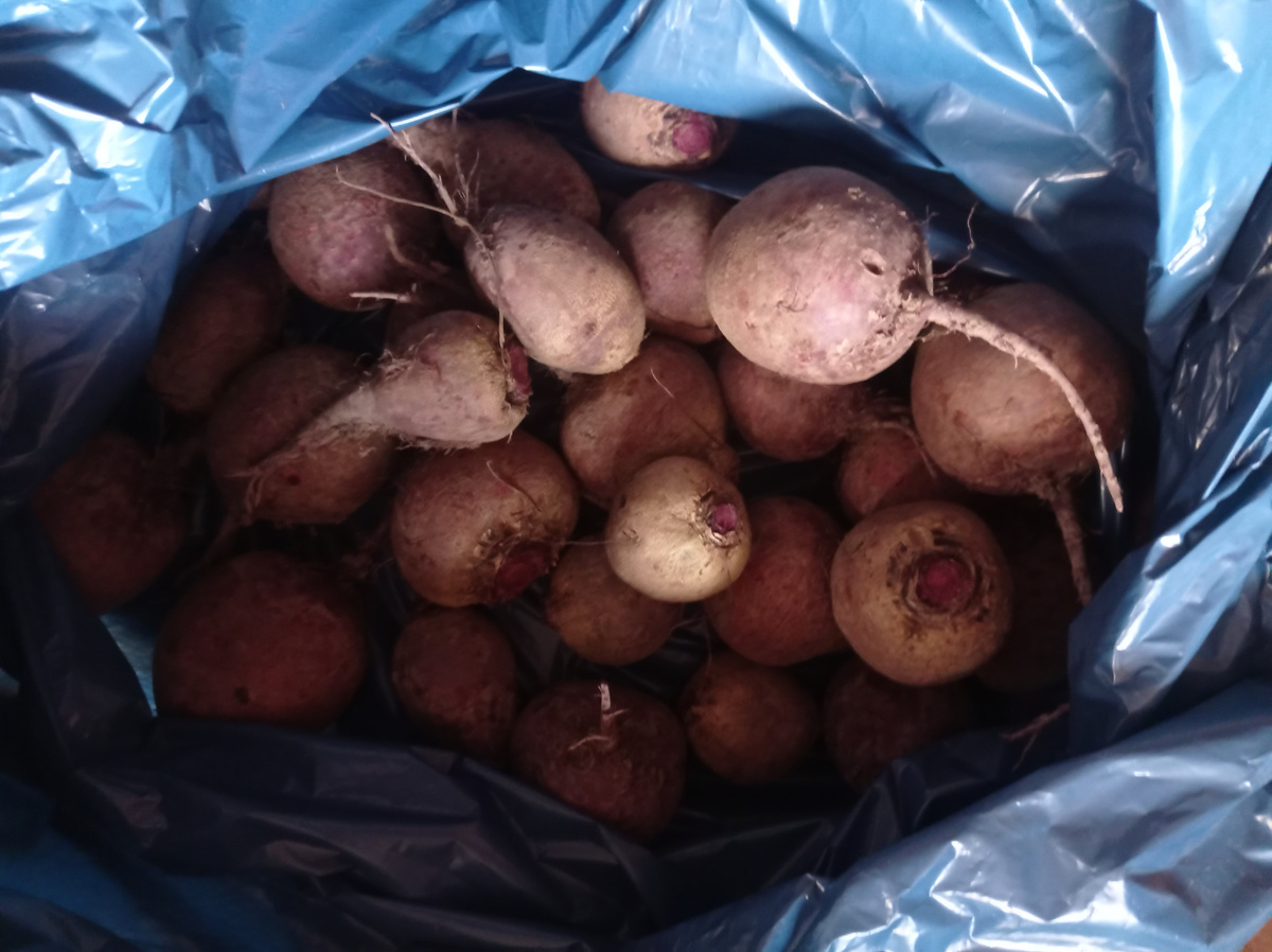 Свекла нормального размера есть, но ее мало - в основном это клубни Ажур фирмы Седек