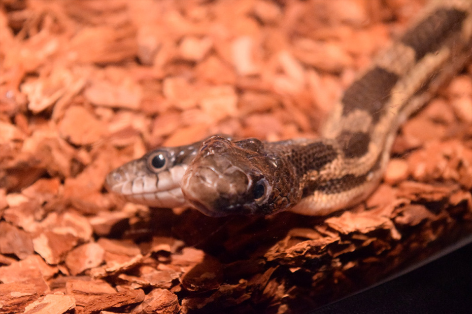    Shutterstock/FOTODOM