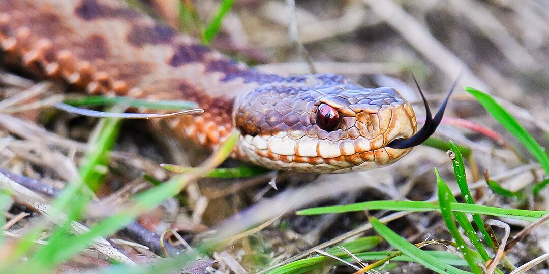 News Bar: в Хорватии гадюка укусила пьяного мужчину и умерла