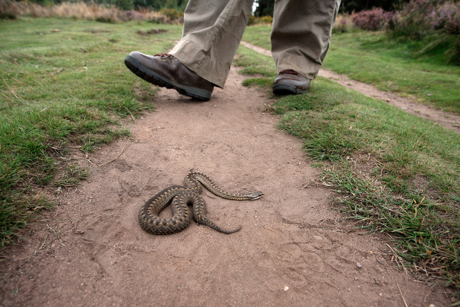    Shutterstock/FOTODOM
