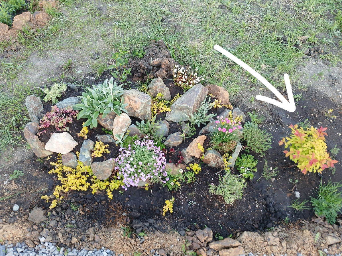 май-июнь, перед первой волной цветения