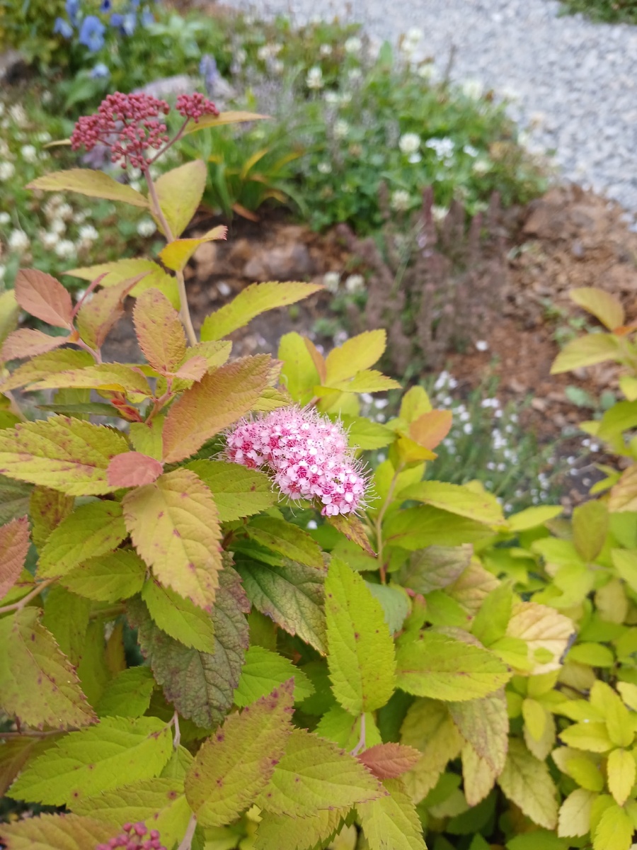 июль, вторая волна цветения, более скромная