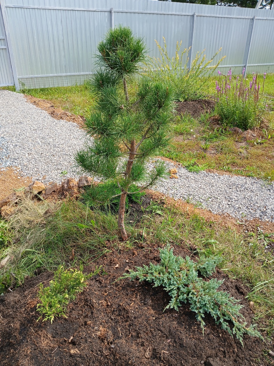 хвойный уголок. Начало