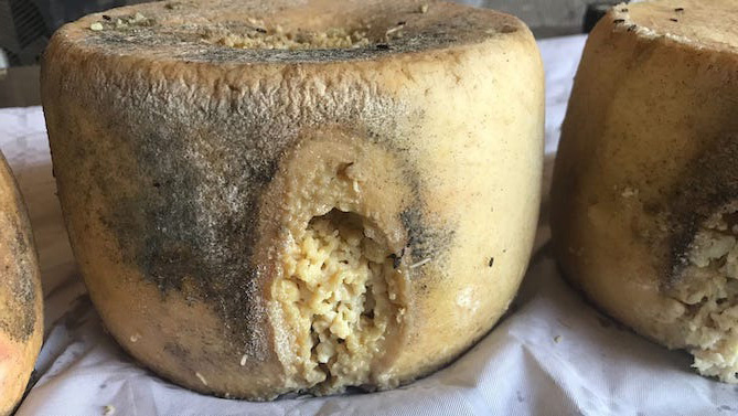 Casu Marzu