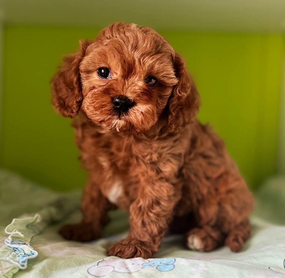 Щенок Кавапу