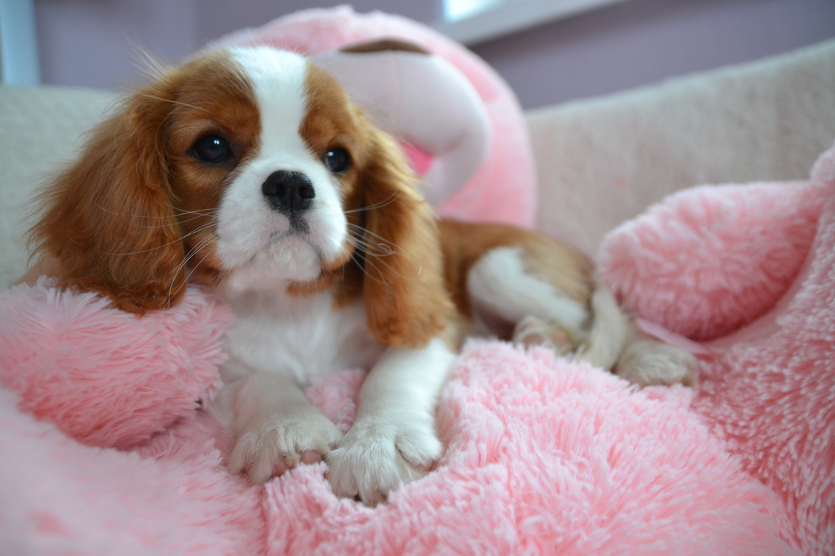  Кавалер-кинг-Чарльз-спаниель